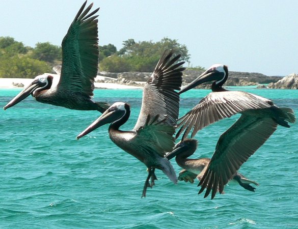 55- Escadrille de pelicans 